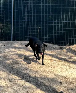 Adopt Eco