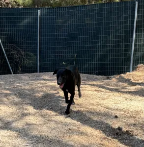 Adopt Eco