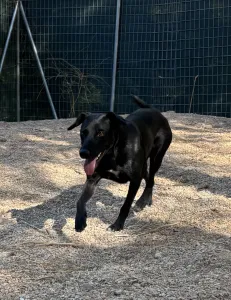 Adopt Eco