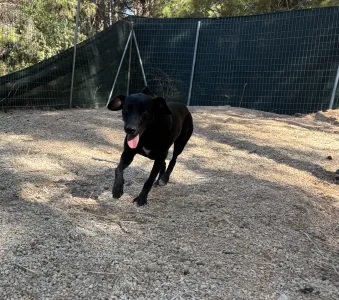 Adopt Eco