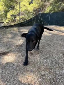 Adopt Eco