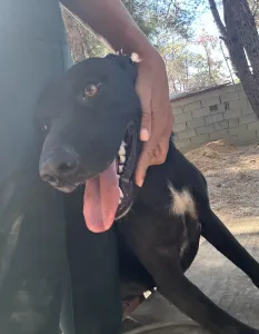 Adopt Eco