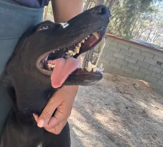 Adopt Eco