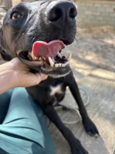 Adopt Eco