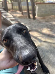 Adopt Eco