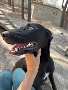 Adopt Eco