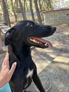 Adopt Eco