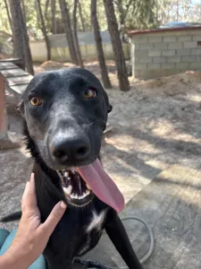 Adopt Eco
