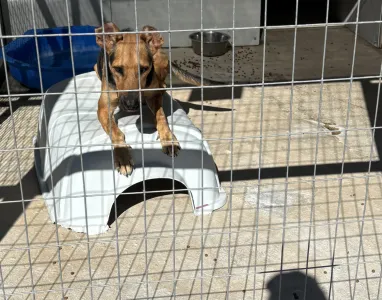Adopt Milos