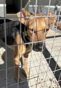 Adopt Milos
