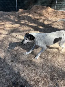 Hund Wood adoptieren
