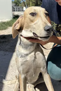 Adopt Pony