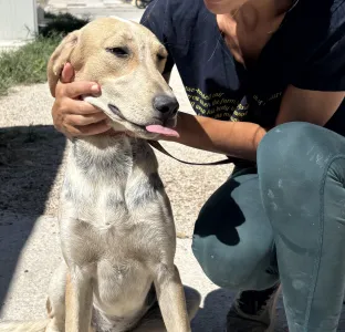 Adopt Pony