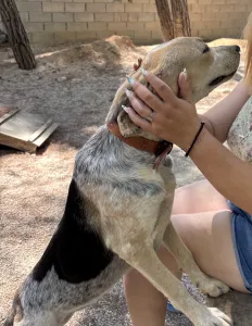 Adopt Pony