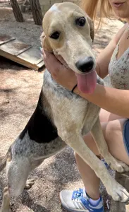 Adopt Pony