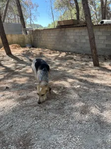 Adopt Pony