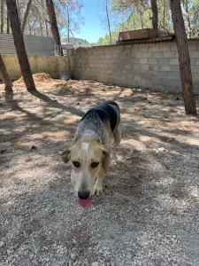 Adopt Pony