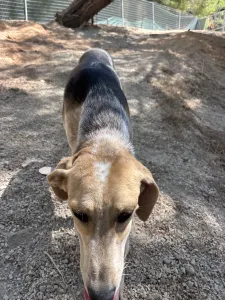 Adopt Pony