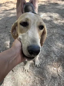 Adopt Pony