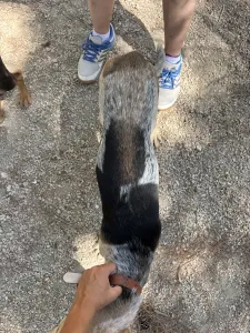 Adopt Pony