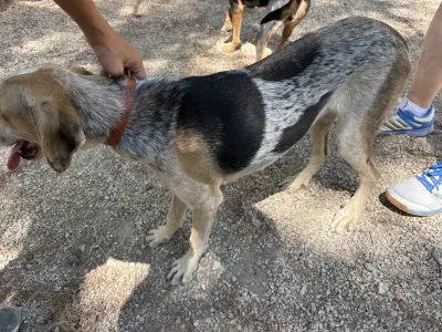Adopt Pony