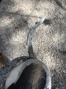 Adopt Pony
