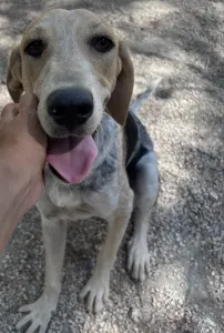 Adopt Pony