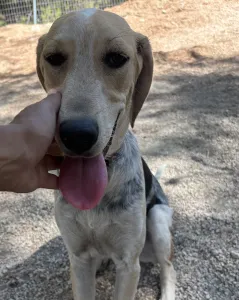 Adopt Pony
