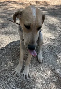 Adopt Pony