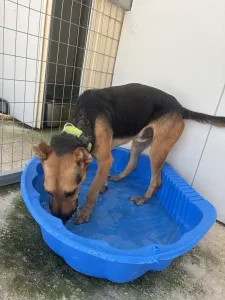 Adopt Milos