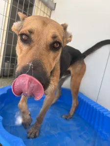 Adopt Milos