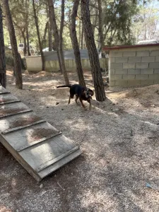 Υιοθεσία σκύλου Molly