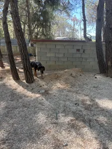 Υιοθεσία σκύλου Molly