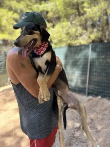 Adopt Axileas