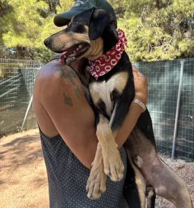 Adopt Axileas