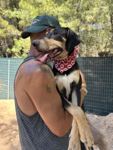 Adopt Axileas
