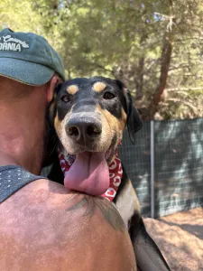 Adopt Axileas