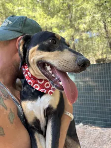 Adopt Axileas