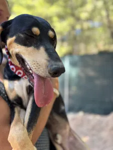 Adopt Axileas