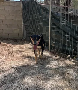 Adopt Axileas