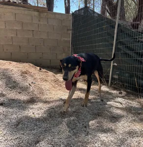 Adopt Axileas