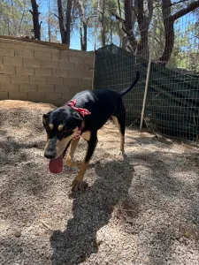 Adopt Axileas