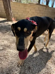 Adopt Axileas