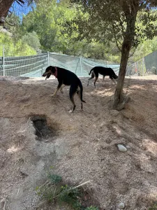 Adoptie hond Katia