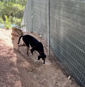 Adoptie hond Katia