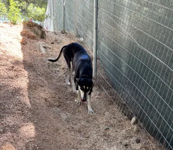 Adoptie hond Katia