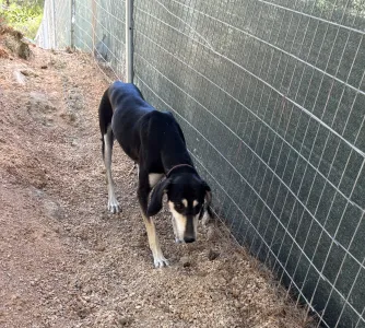 Adoptie hond Katia