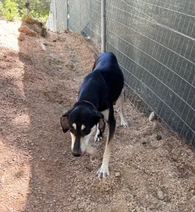 Adoptie hond Katia