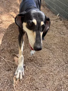 Adoptie hond Katia