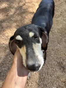 Adoptie hond Katia